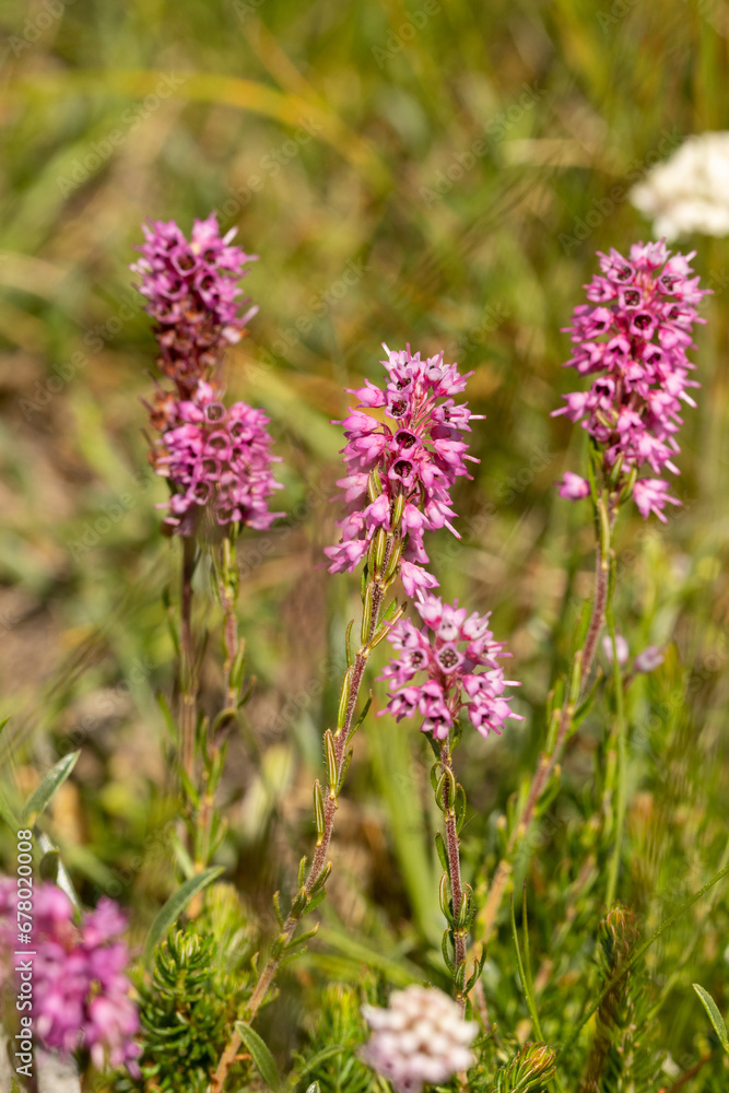 Spike Heath (Bruckenthalia spiculifolia) in natural habitat Spike Heath (Bruckenthalia spiculifolia) in natural habitat