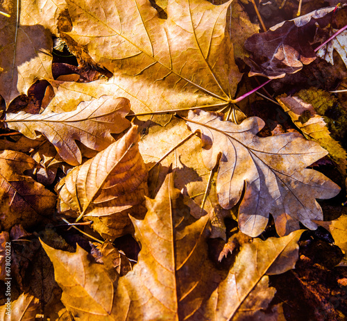 Autumn background-maple leaves fallen leaves lying on the grass 