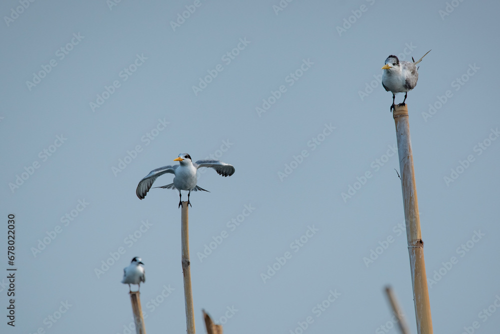a group of greater crested tern birds, Thalasseus bergii, perching on bamboo with flat sky background a group of greater crested tern birds, Thalasseus bergii, perching on bamboo with flat sky background