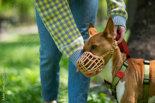 The owner puts a muzzle on the African dog breed Basenji for a walk. photo