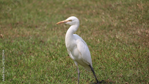 A white bird standing in grass