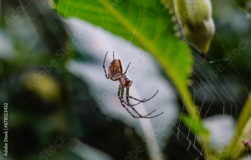 spider in the net on a plant in the nature closeup