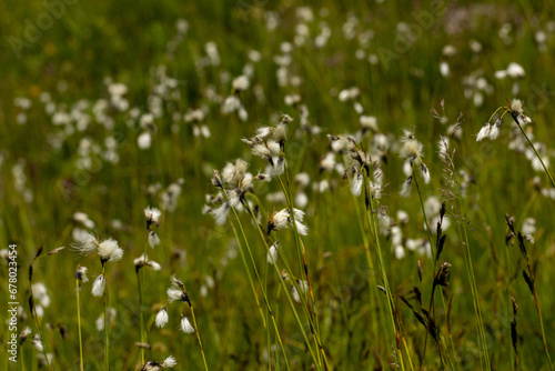 Broad-leaved Cottongrass  Eriophorum latifolium  in natural habitat