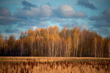 Fotobehang Berkenbos Gouden berkenbos in late herfst  © Ann Stryzhekin