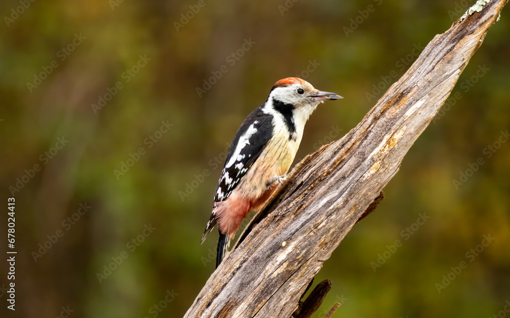 Fototapeta premium Middle Spotted Woodpecker sitting on dead tree
