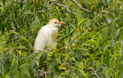 Cattle Egret portrait in agricultural area