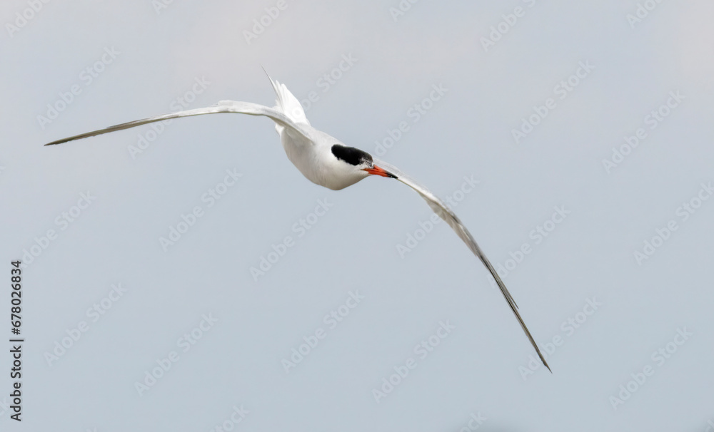 Common Tern (Sterna hirundo) in flight Common Tern (Sterna hirundo) in flight