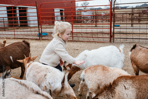Cuadro en lienzo Child petting herd of goats at petting zoo