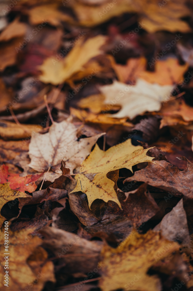 Close up of colorful fallen leaves on the ground on autumn day. Close up of colorful fallen leaves on the ground on autumn day.
