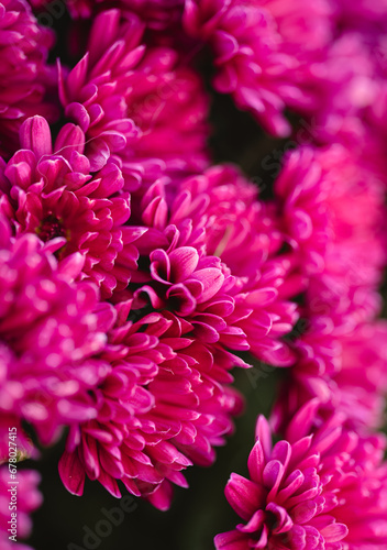 Close up of bright pink chrysanthemum flowers on autumn day.