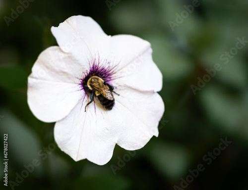 Close up of bee gathering pollen in the center of white flower.
