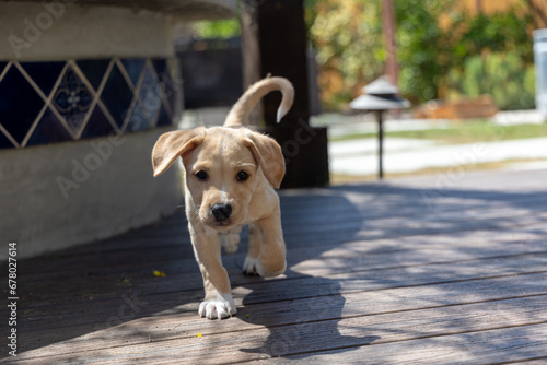 An adorable lab/mutt mix puppy trots on an outdoor patio