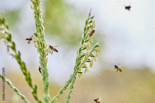 Honey bee keeping nectar from corn flower on field © Cavan