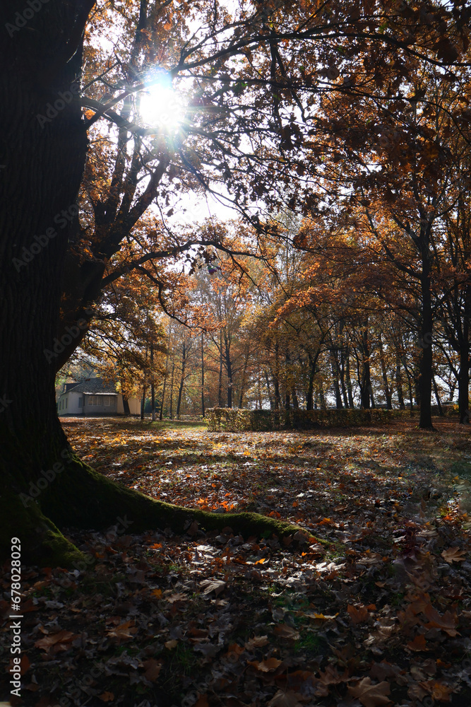 Fototapeta premium Big oak in beautiful autumn park