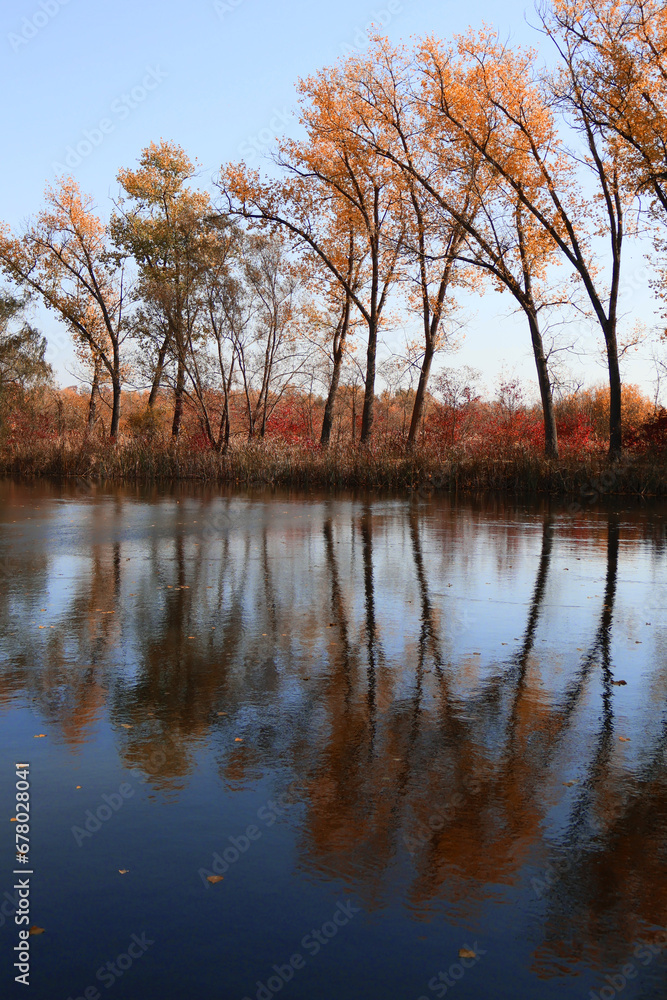 Golden autumn trees near the water