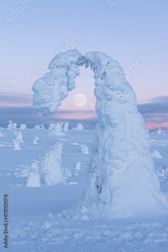 snow-covered tree in Lapland, a pink sunset and a full moon