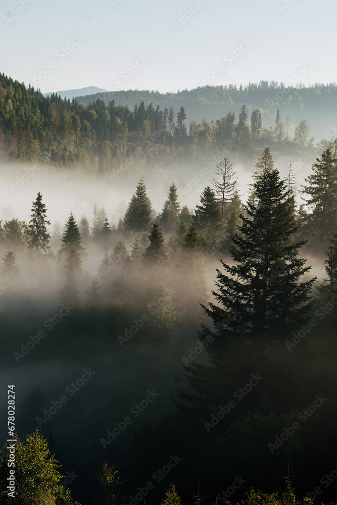 Obraz premium The mountains covered with woods in the morning mist