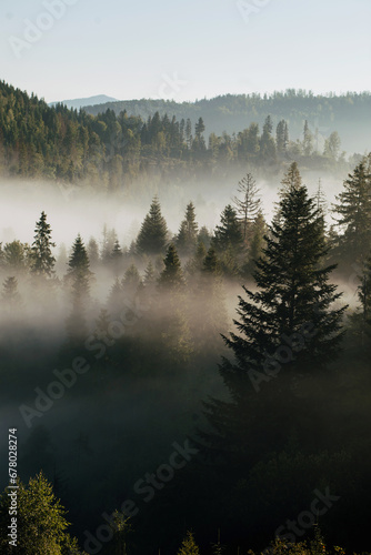 The mountains covered with woods in the morning mist