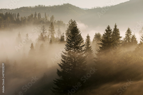 Fototapeta Naklejka Na Ścianę i Meble -  The mountains covered with woods in the morning mist