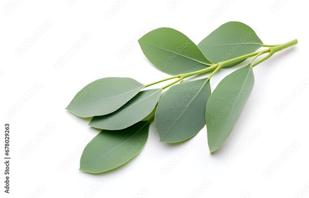 eucalyptus leaves and herbs on white background for design eucalyptus leaves and herbs on white background for design