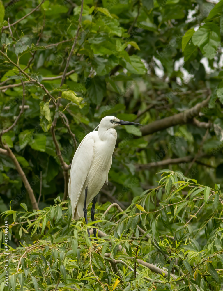 Little Egret behavior in breeding colony Little Egret behavior in breeding colony