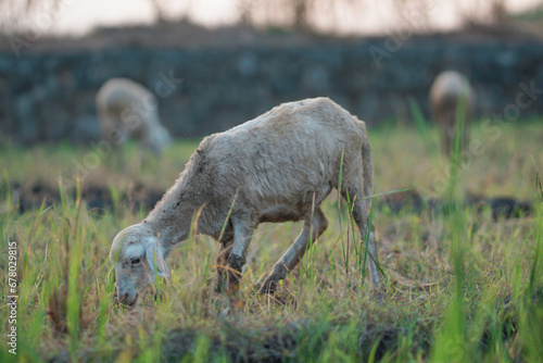 sheep or wedus gembel are eating grass in the field