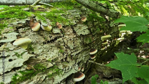 Benzoin bracket mushrooms Ischnoderma resinosum growing on side of mossy log photo