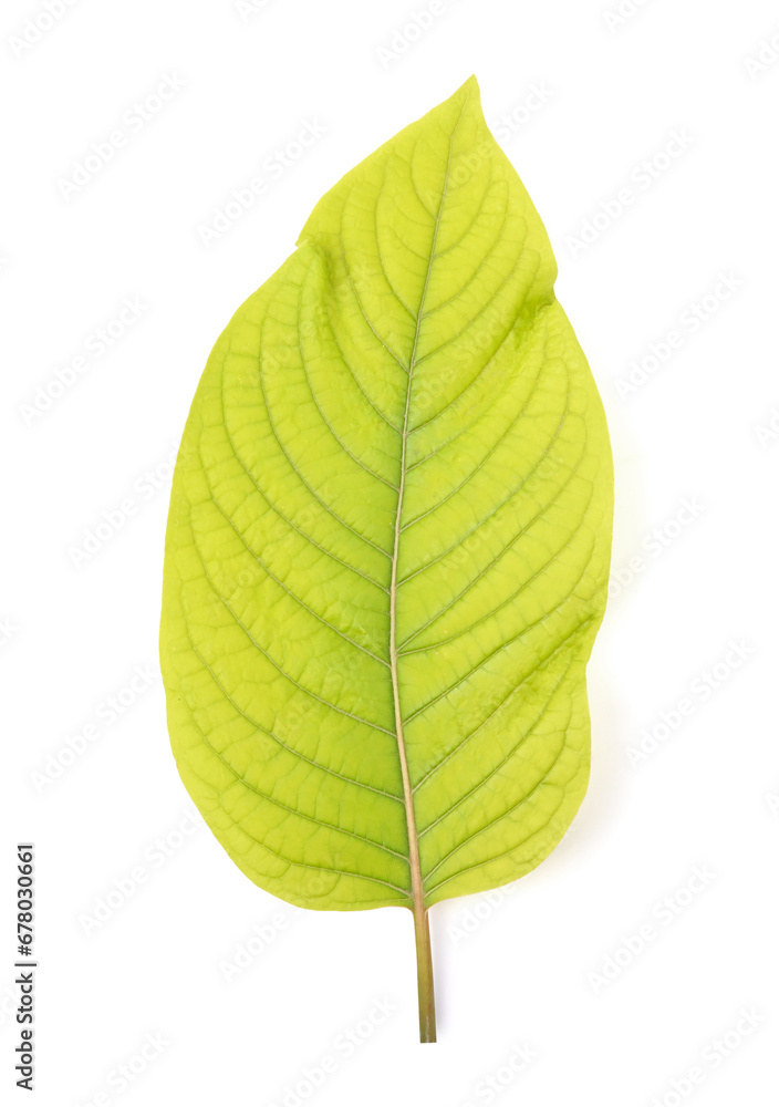 leaves of Mitragyna speciosa Korth (Kratom) on white background. top view leaves of Mitragyna speciosa Korth (Kratom) on white background. top view