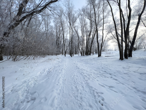Panoramic view of the winter forest covered with frost.  © Ksu0302