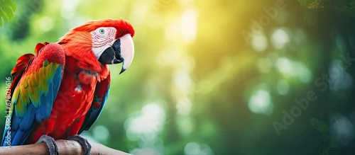Fototapeta na wymiar Colorful Scarlet Macaw parrot in jungle habitat Copy space image Place for adding text or design