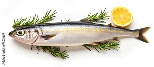 Fresh seafood mackerel fish with lemon and rosemary isolated on white background with clipping path Copy space image Place for adding text or design