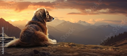 dog resting on mountain during sunset Copy space image Place for adding text or design