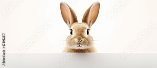 Cute bunny face isolated on white background Copy space image Place for adding text or design