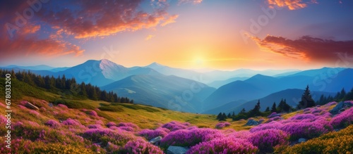 Colorful Carpathian mountains landscapes in Ukraine Europe featuring a lawn with pink rhododendron flowers and a beautiful summer sunset Copy space image Place for adding text or design