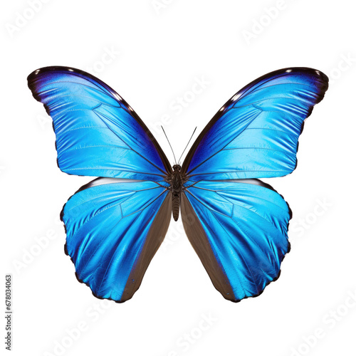 Vibrant blue butterfly with open wings. © Anna