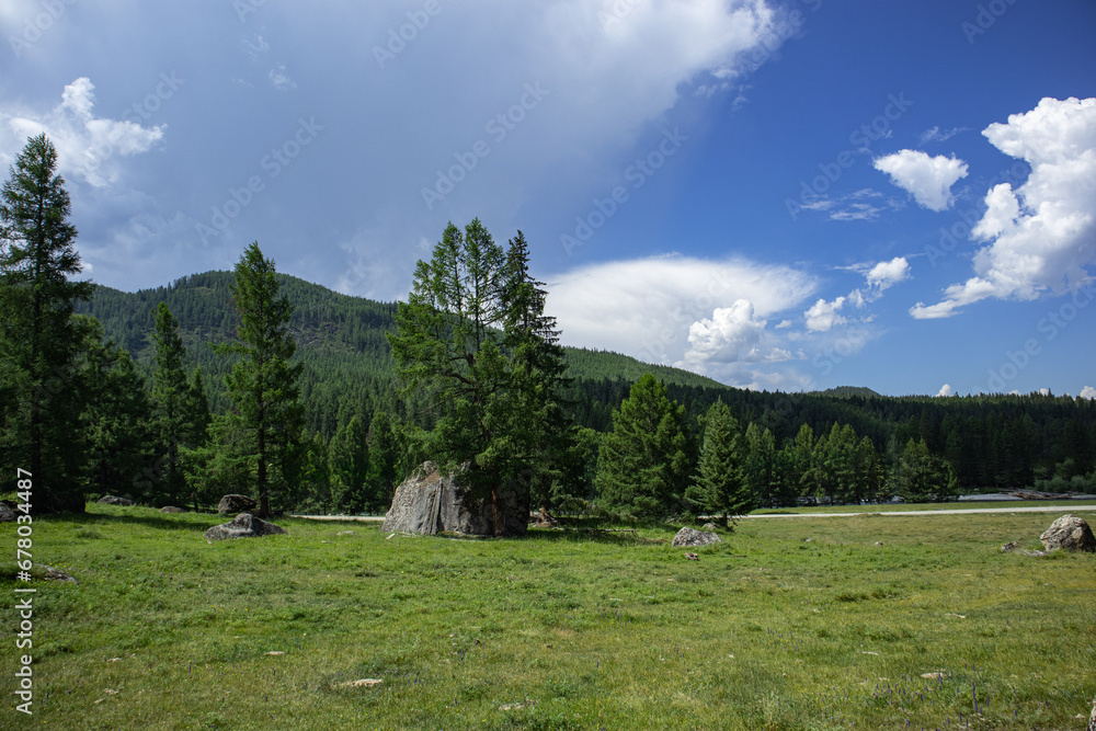 Summer panoramic mountain landscape with coniferous forest on a sunny day. 