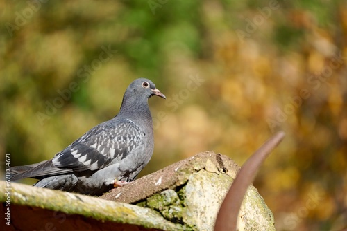 pigeon on the ground