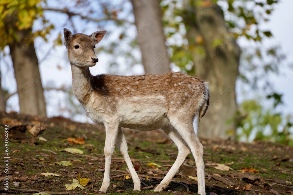 white deer white deer