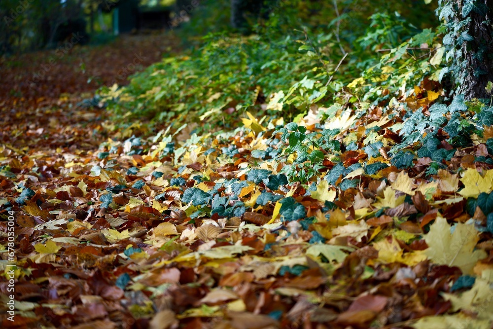 leaves leaves