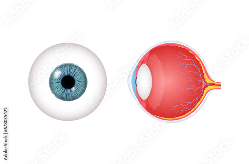 Anatomy of human eye with optic nerve structure front side view realistic vector illustration