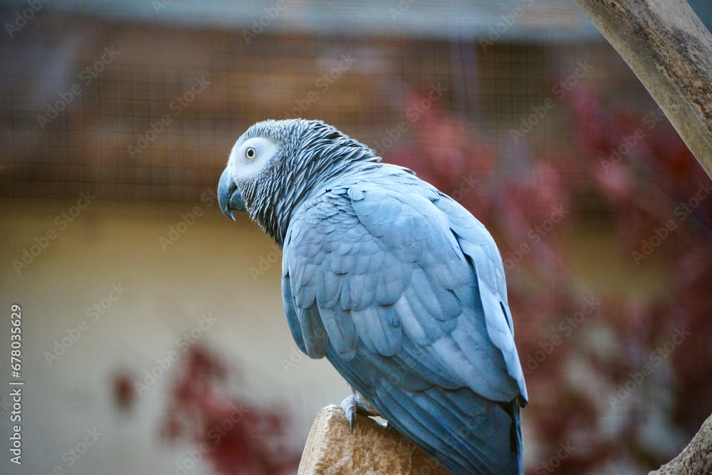 Obraz premium blue and yellow macaw