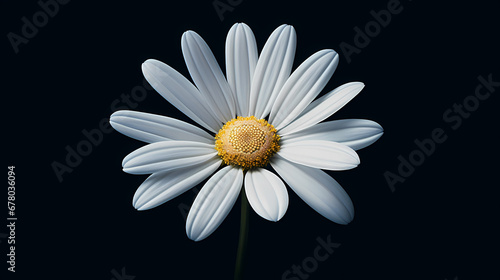 A detailed oil-painted white daisy  with delicate petals unfolding against a dark blue velvet background  evoking a sense of peace  purity  and gentle innocence