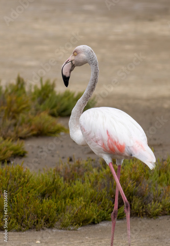 Greater flamingo s flock in national park in Greece