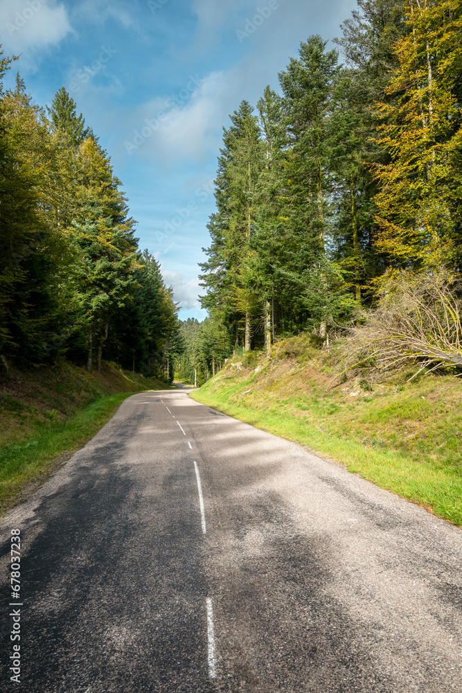 Fototapeta premium route forestière au milieu de la forêt de sapins des Vosges