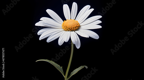 A detailed oil-painted white daisy  with delicate petals unfolding against a dark blue velvet background  evoking a sense of peace  purity  and gentle innocence