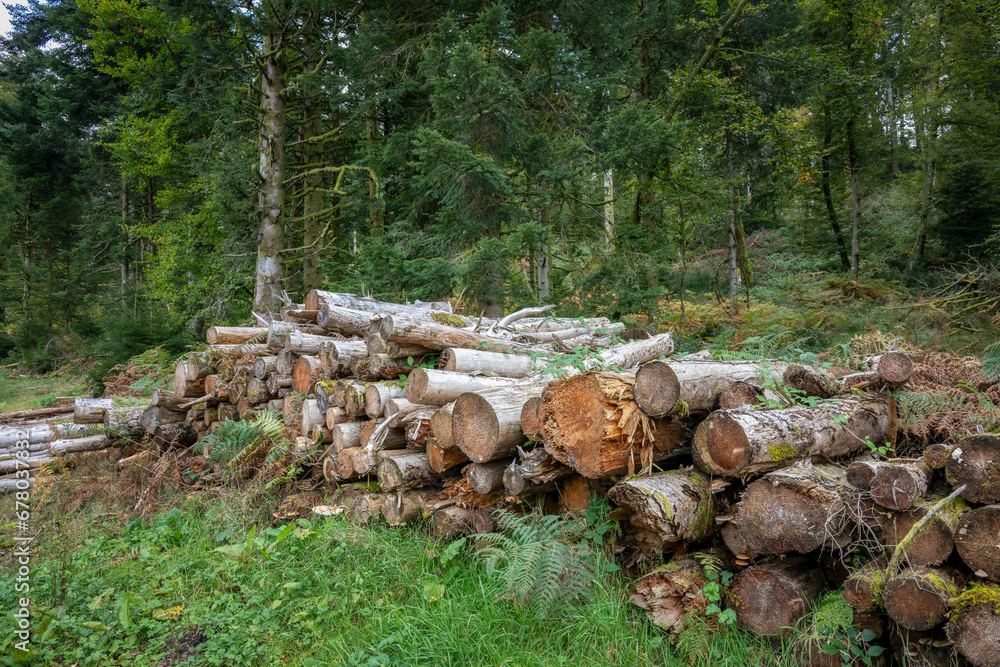 Bois de sapin coupé et empilé, industrie forestière dans les Vosges