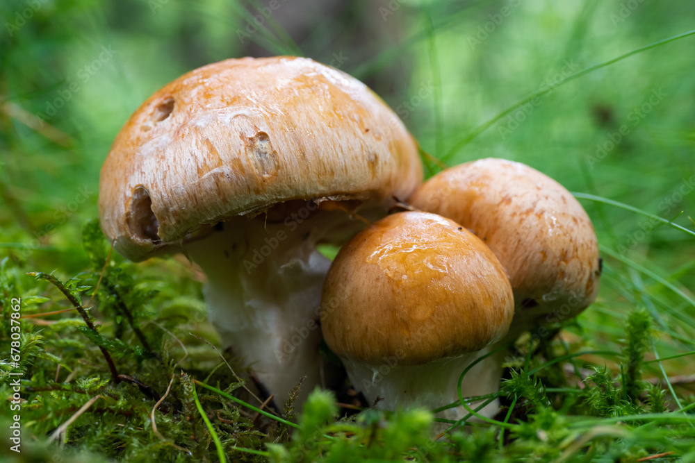 Wild mushrooms in the forest on Norway