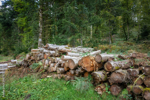 Bois de sapin coupé et empilé, industrie forestière dans les Vosges