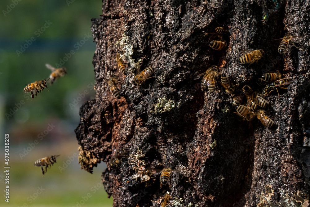 Honey bees flying into their hive inside of a tree Honey bees flying into their hive inside of a tree