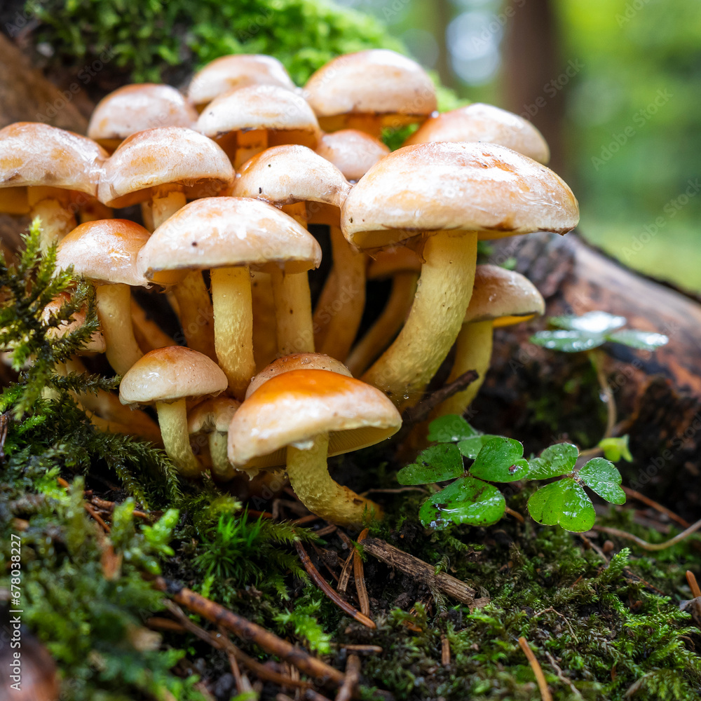 Gros sur une grappe de petits champignons poussant au milieu des trèfles et de la mousse sur une souche d'arbre Gros sur une grappe de petits champignons poussant au milieu des trèfles et de la mousse sur une souche d'arbre
